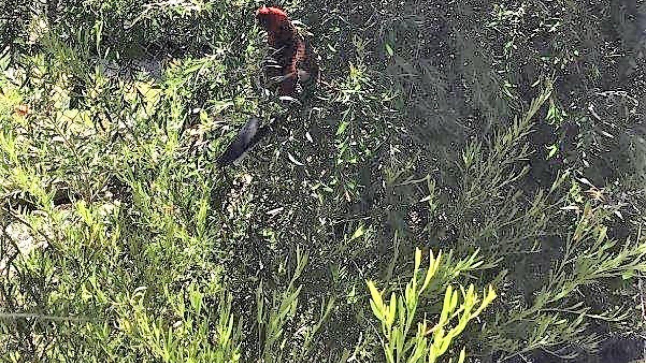 Photo of Outdoor in Waratah