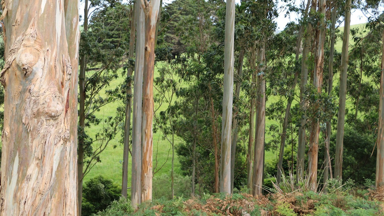 Photo of Others in Foster