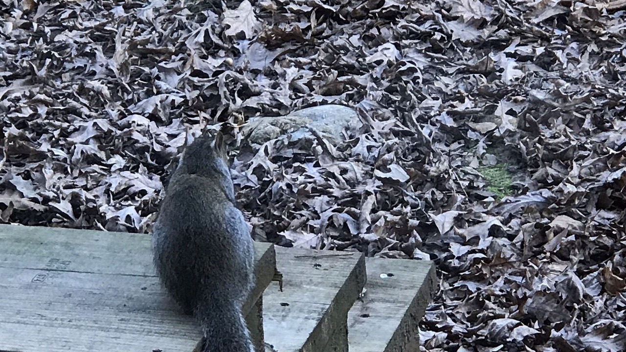 Photo of Outdoor in Murfreesboro