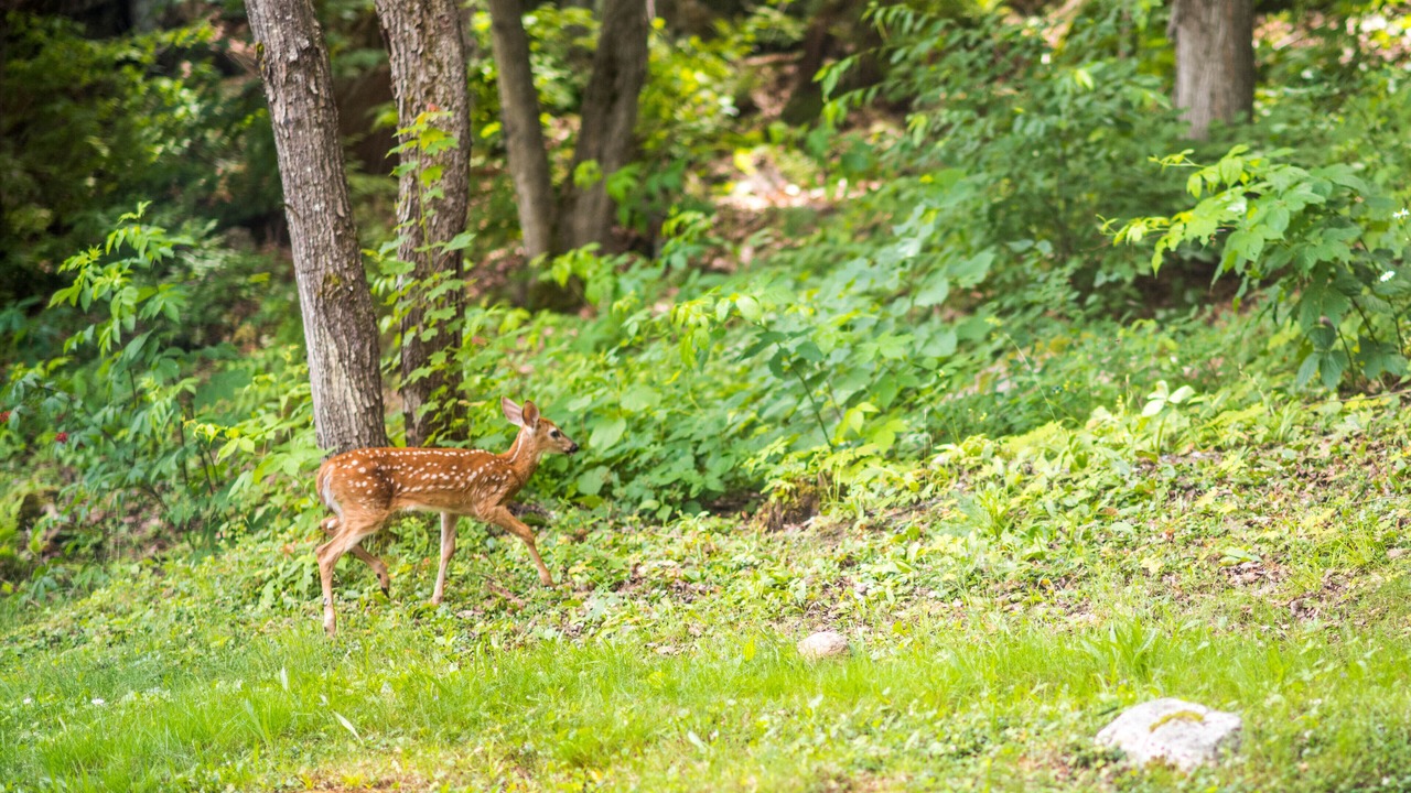 Photo of Outdoor in Broadbent