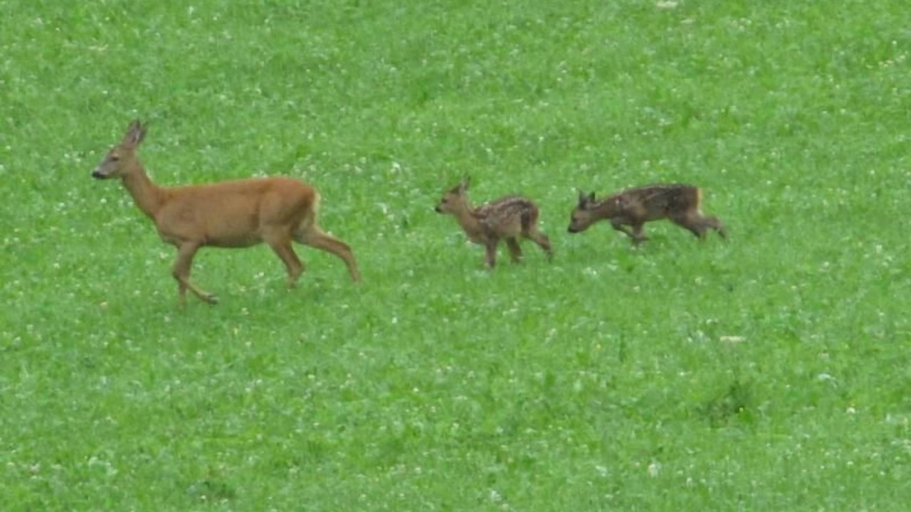 Photo of Others in Sankt Peterzell
