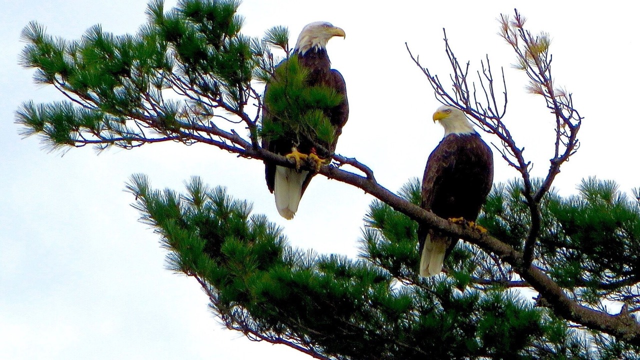 Photo of Outdoor in Freedom