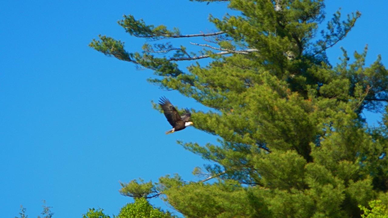 Photo of Others in Freedom