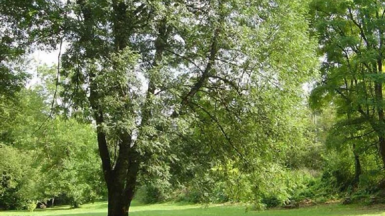 Photo of Others in Saint-Martin-des-Combes