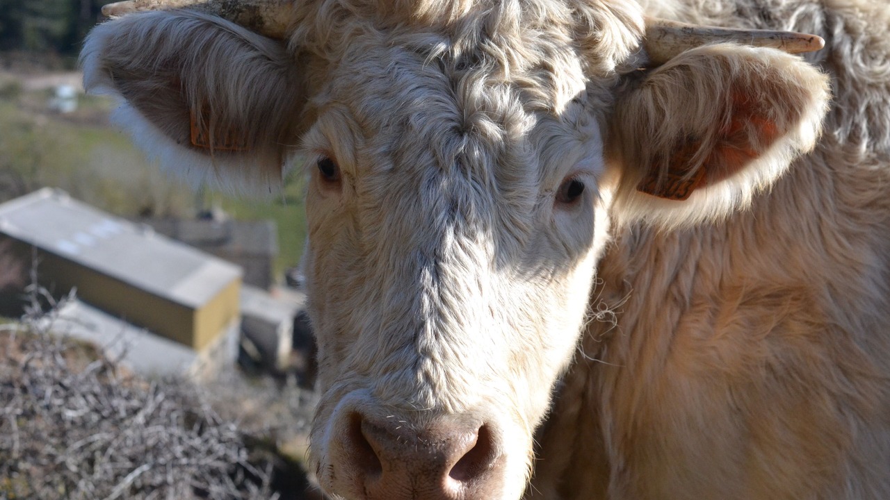 Photo of Outdoor in Barre-des-Cevennes