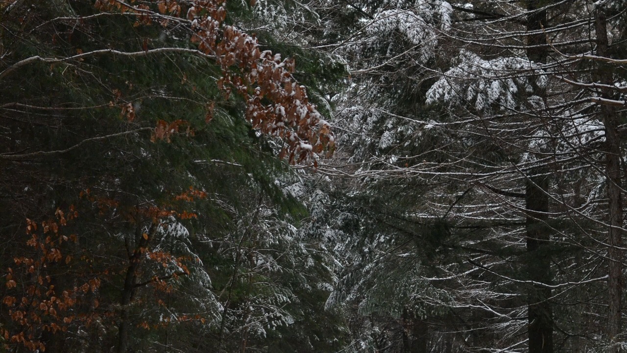 Photo of Others in Barre-des-Cevennes