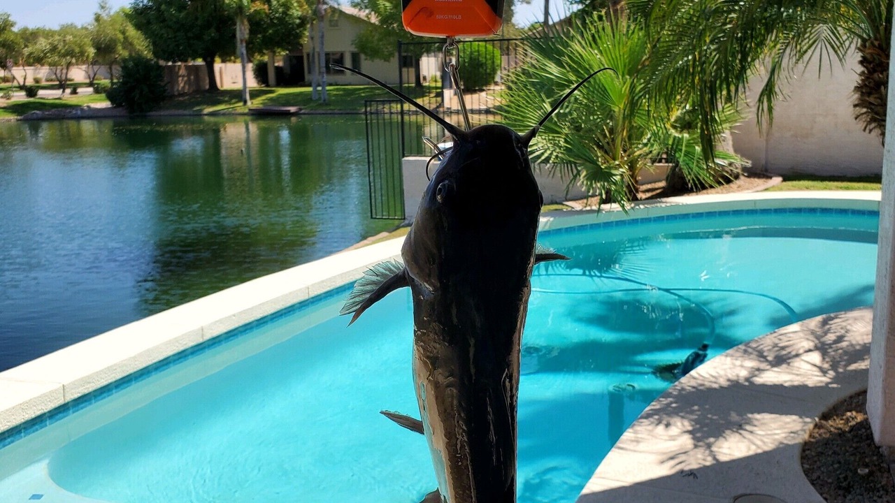 Photo of Others in Chandler