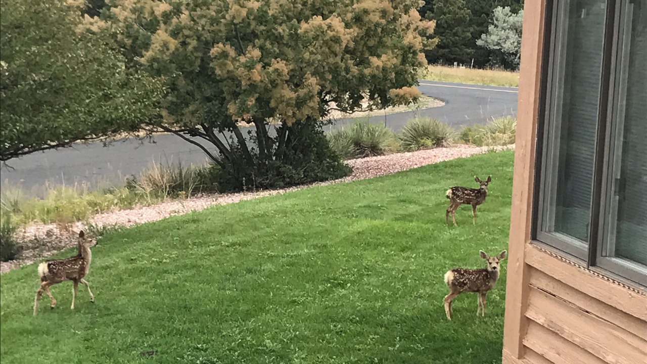 Photo of Others in The Pinery