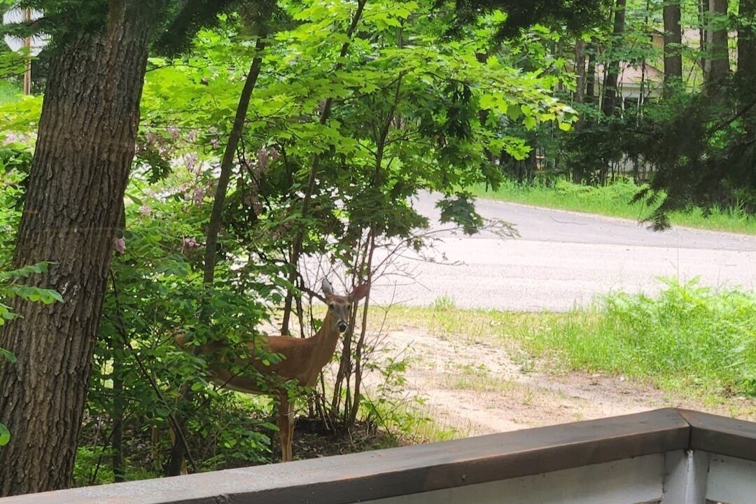 Photo of Others in Higgins Lake