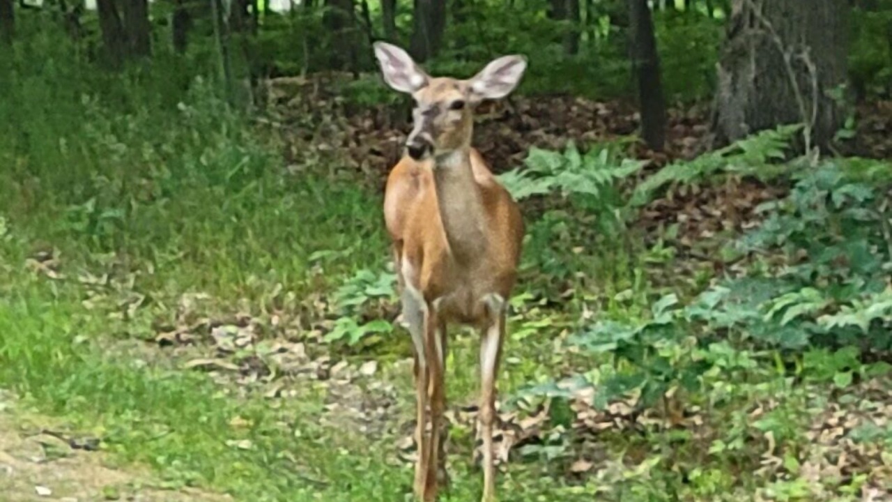 Photo of Others in Higgins Lake