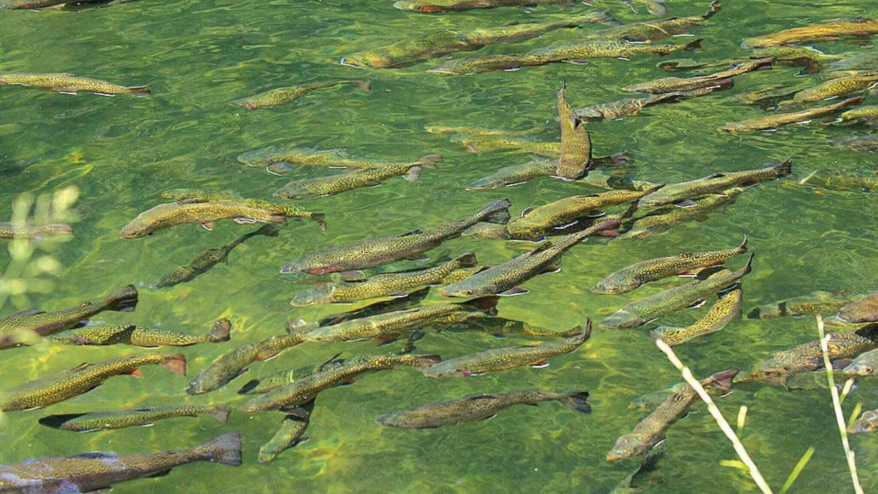 Photo of Others in Pays de Phalsbourg