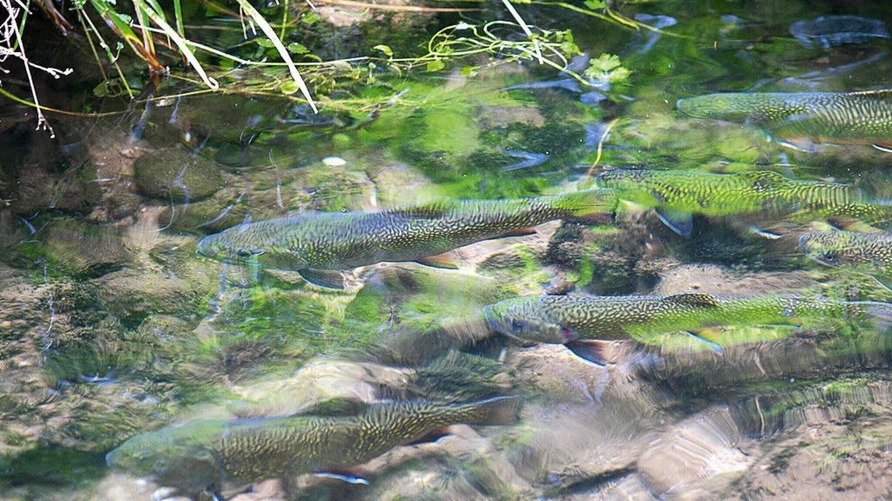 Photo of Others in Pays de Phalsbourg