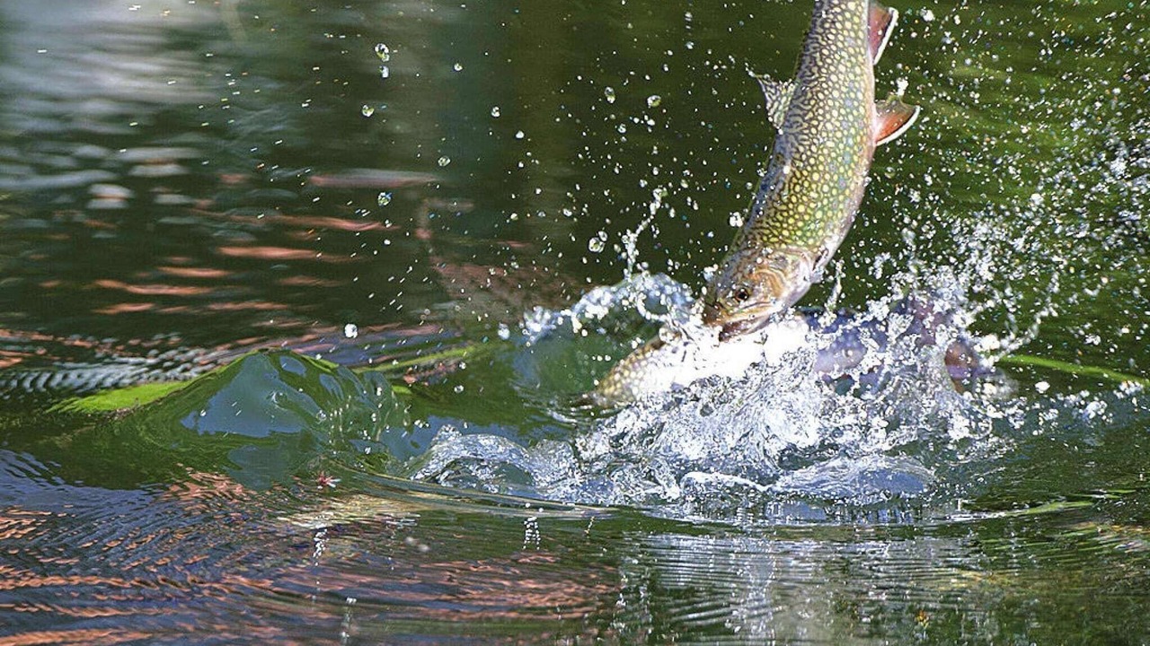 Photo of Others in Pays de Phalsbourg