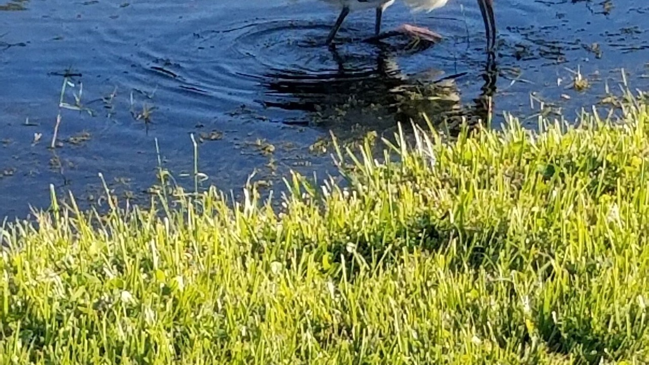 Photo of Others in Wabasso Beach