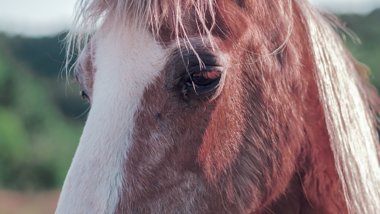 Photo of Others in Villeneuve-sur-Yonne