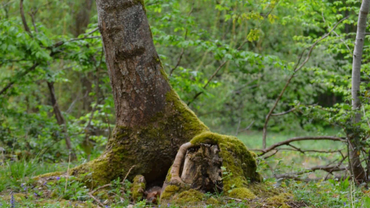 Photo of Outdoor in Villeneuve-sur-Yonne