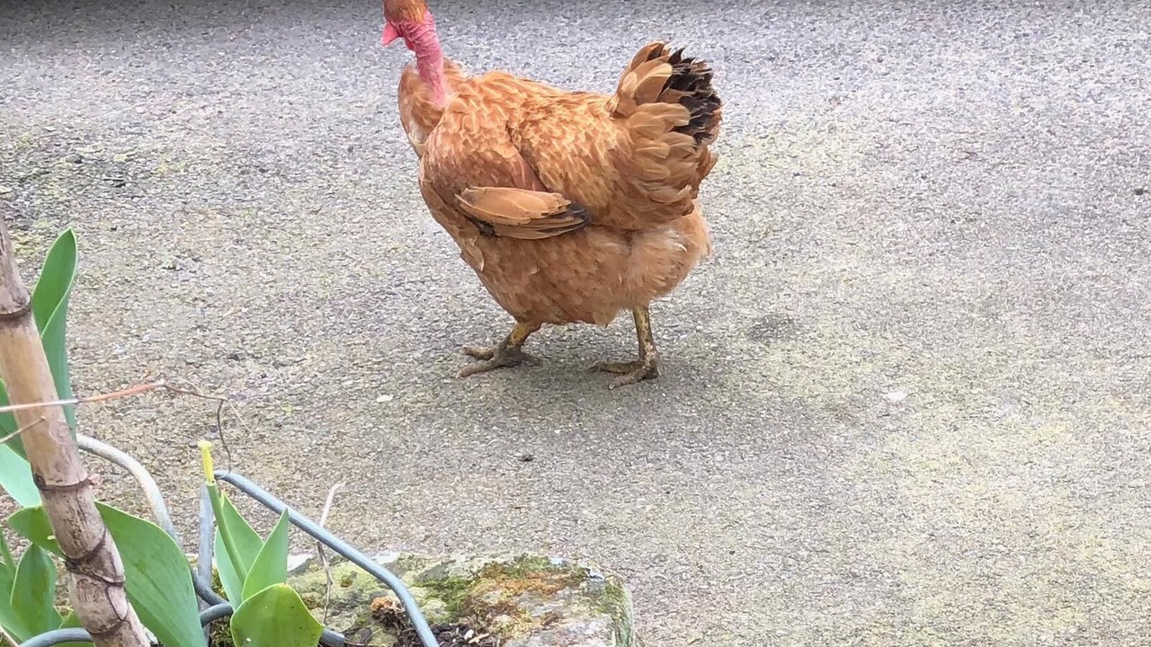 Photo of Outdoor in Corre