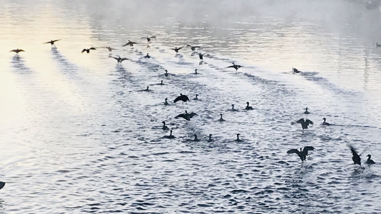 Photo of Others in Seven Coves