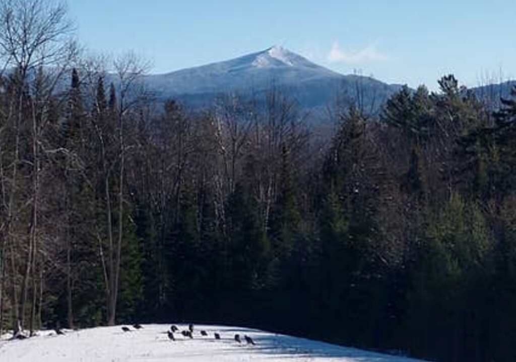 Photo of Others in Bloomingdale