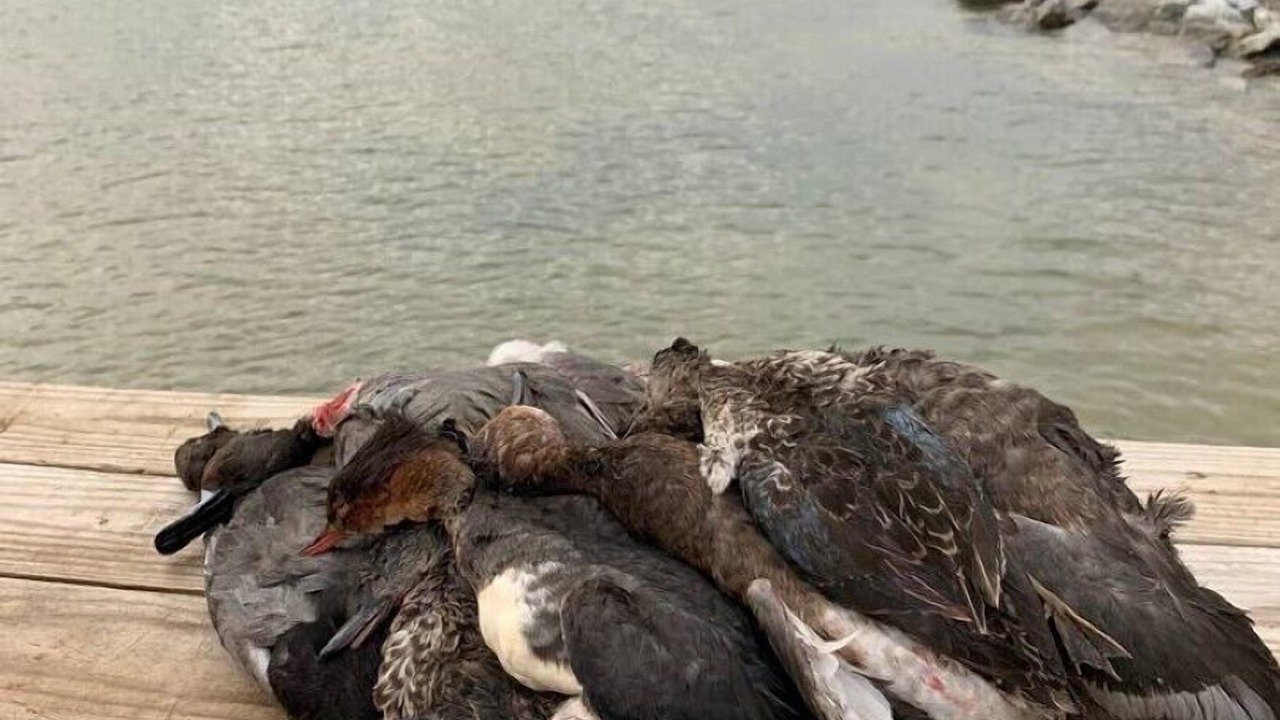 Photo of Others in Lamar