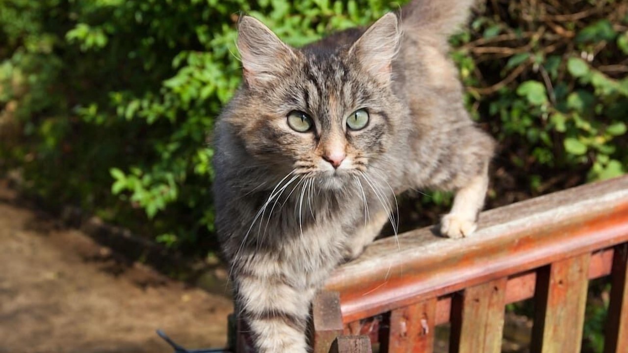 Photo of Others in Cenarth