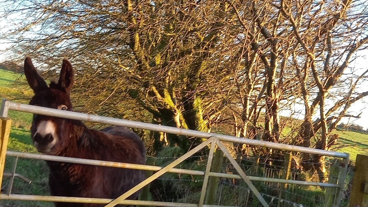 Photo of Others in Cenarth