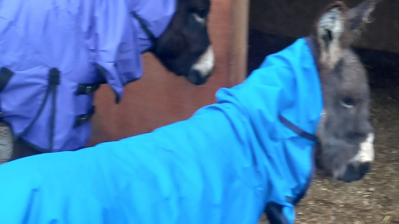 Photo of Others in Cenarth