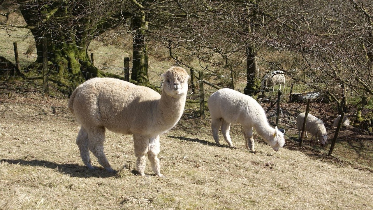 Photo of Others in Cenarth