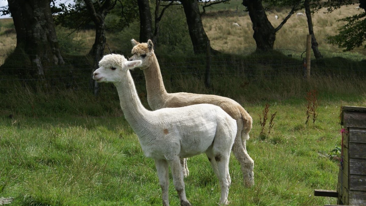 Photo of Others in Cenarth