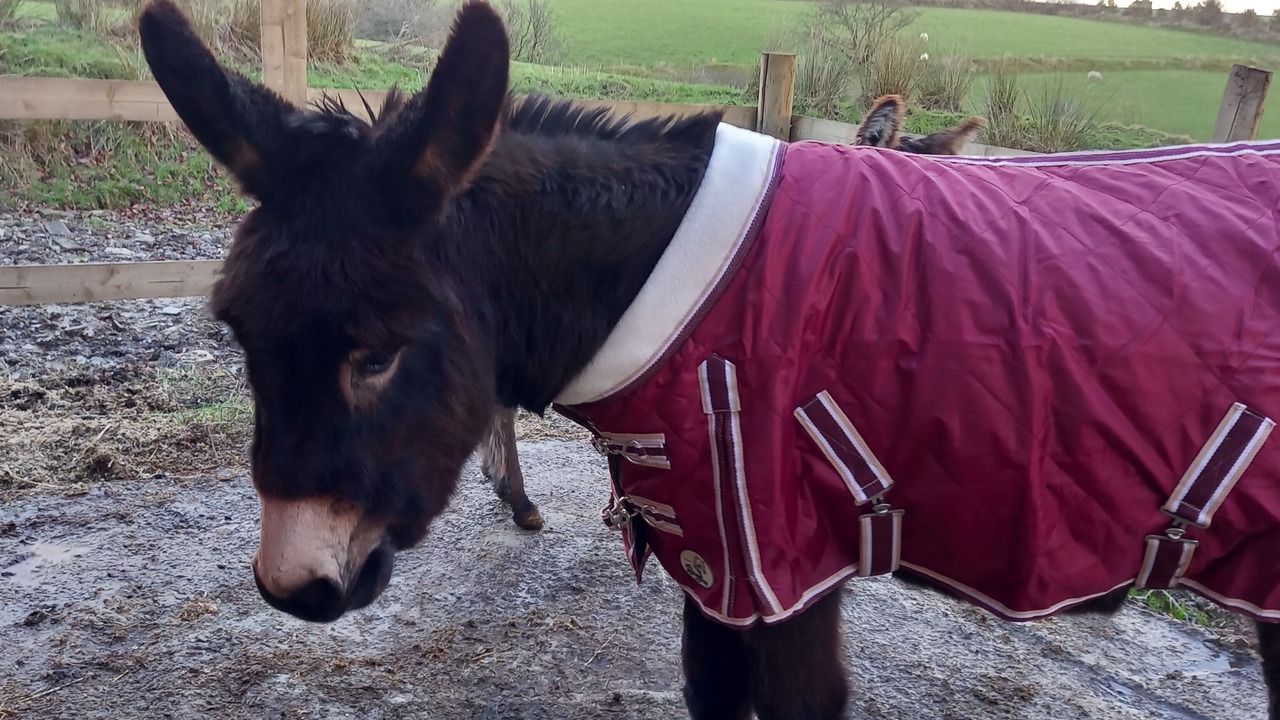 Photo of Others in Cenarth