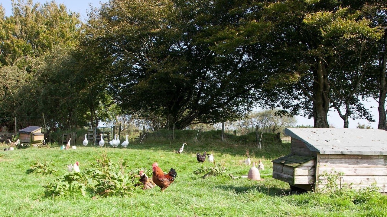 Photo of Others in Cenarth