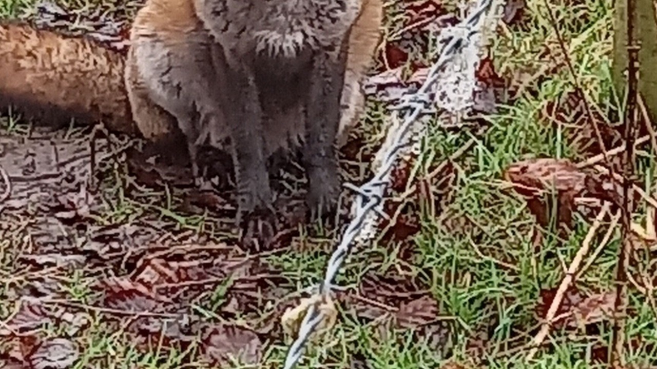 Photo of Others in Cenarth