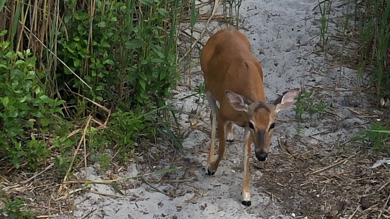 Photo of Outdoor in Bayberry Dunes