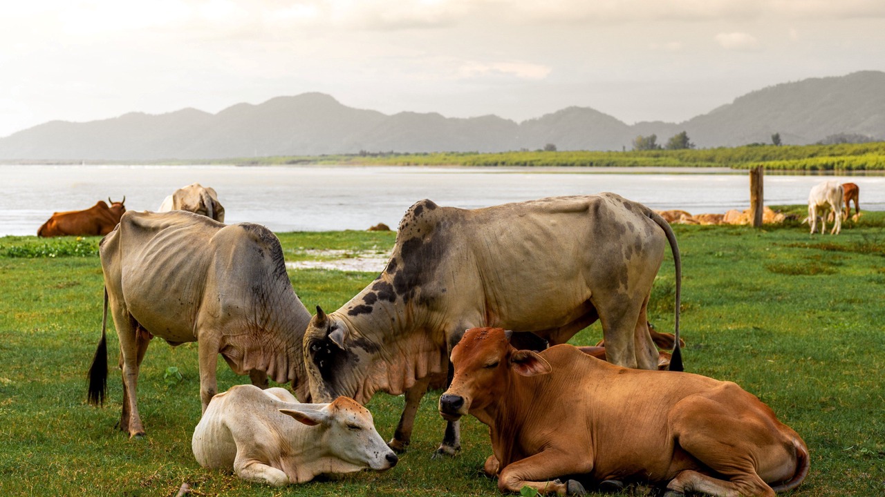Photo of Outdoor in George Town