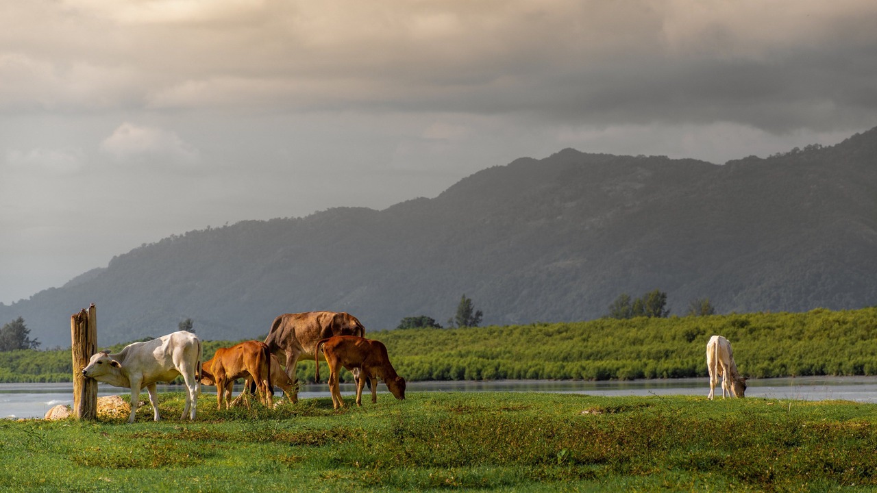 Photo of Outdoor in George Town