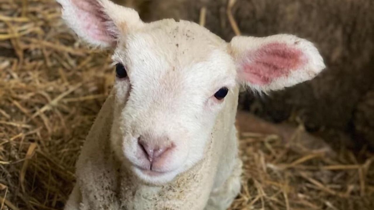 Photo of Others in Belle-et-Houllefort