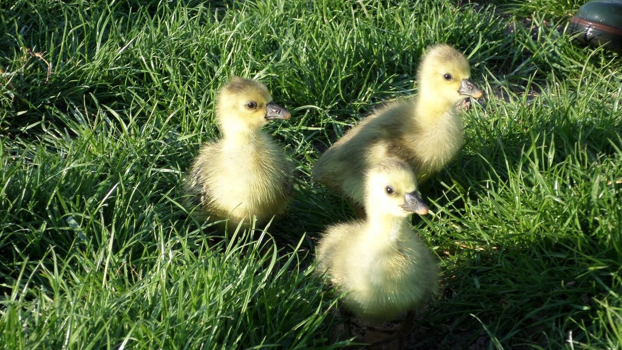 Photo of Outdoor in Belle-et-Houllefort