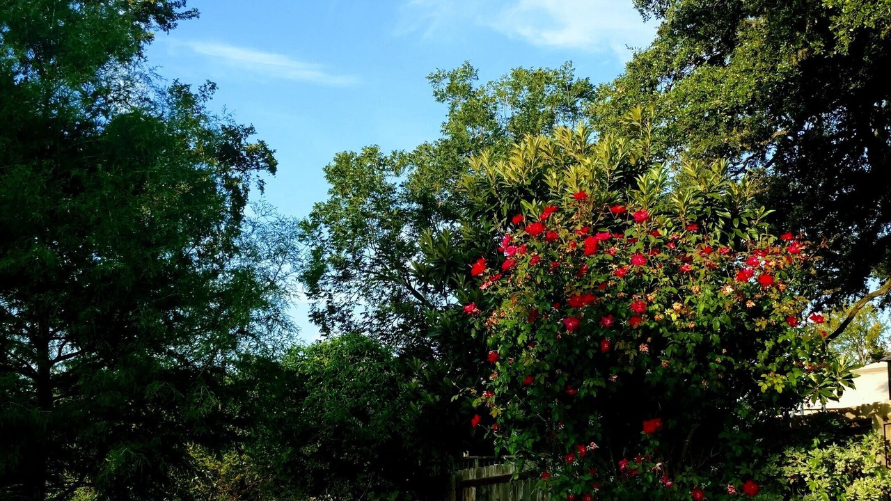 Photo of Outdoor in Round Rock