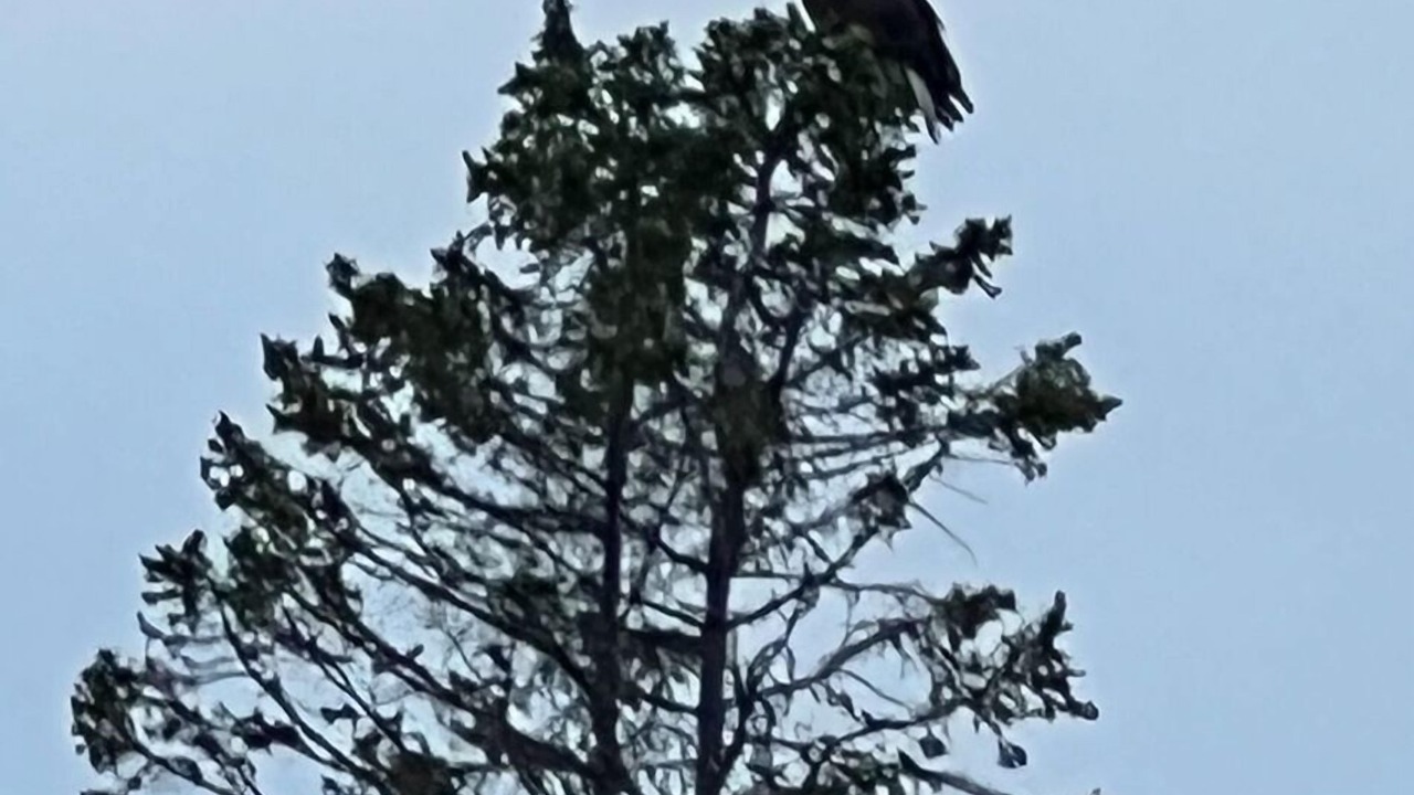 Photo of Others in Presque Isle