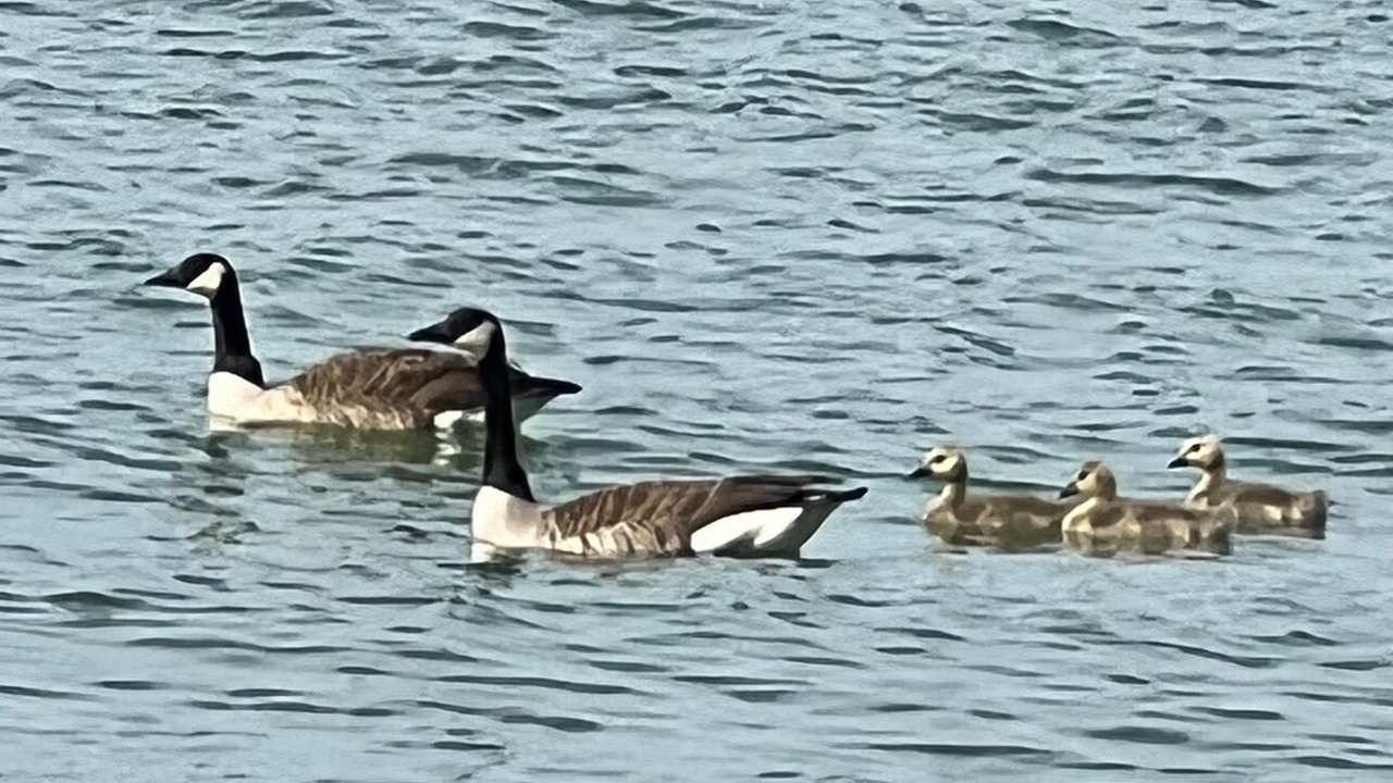 Photo of Others in Presque Isle