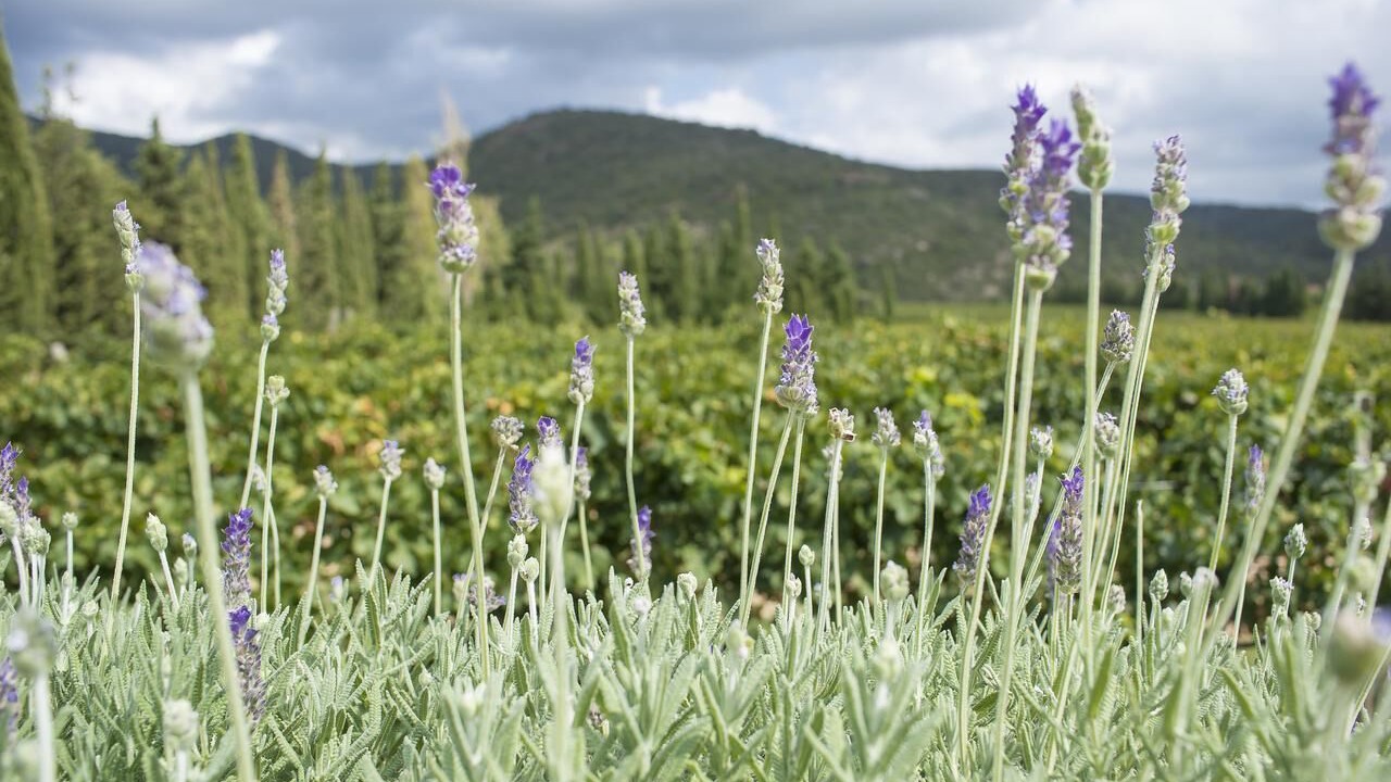 Photo of Outdoor in Cantallops