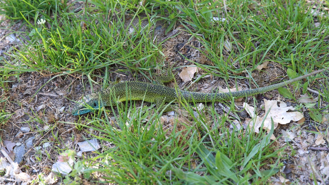 Photo of Outdoor in Saint-Hilaire-de-Lavit