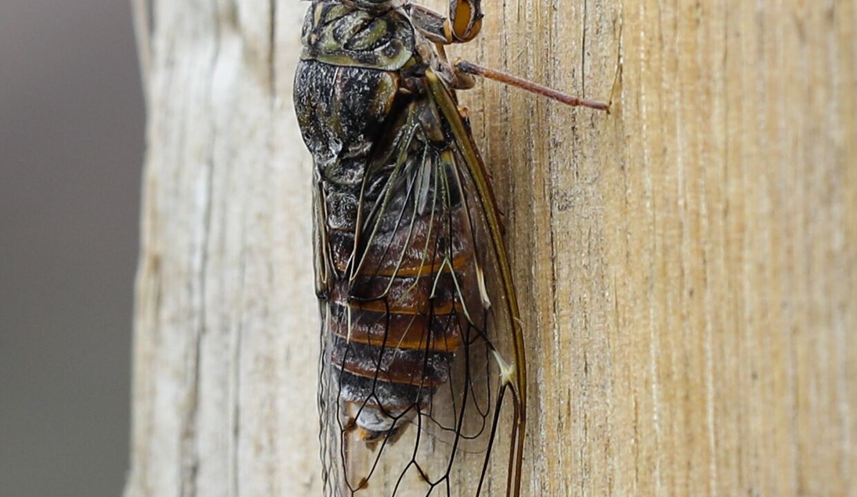 Photo of Others in Saint-Hilaire-de-Lavit