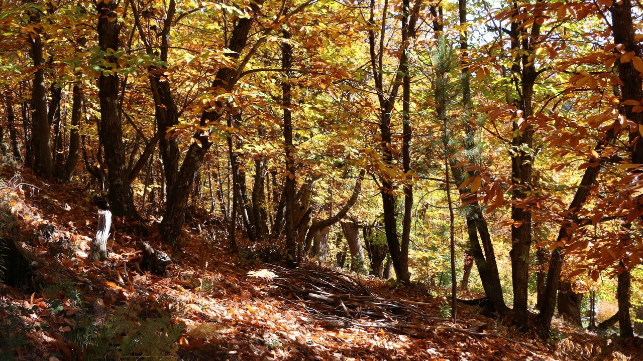 Photo of Outdoor in Saint-Hilaire-de-Lavit