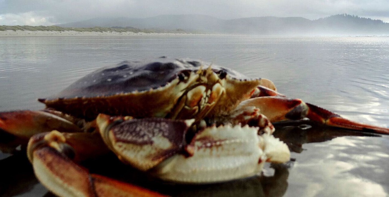Photo of Others in Happy Camp Hideaway