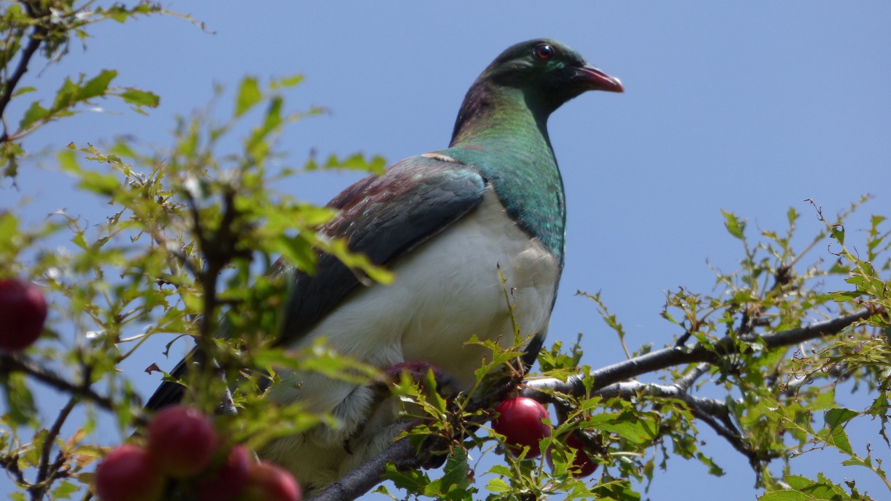 Photo of Others in Hapuku
