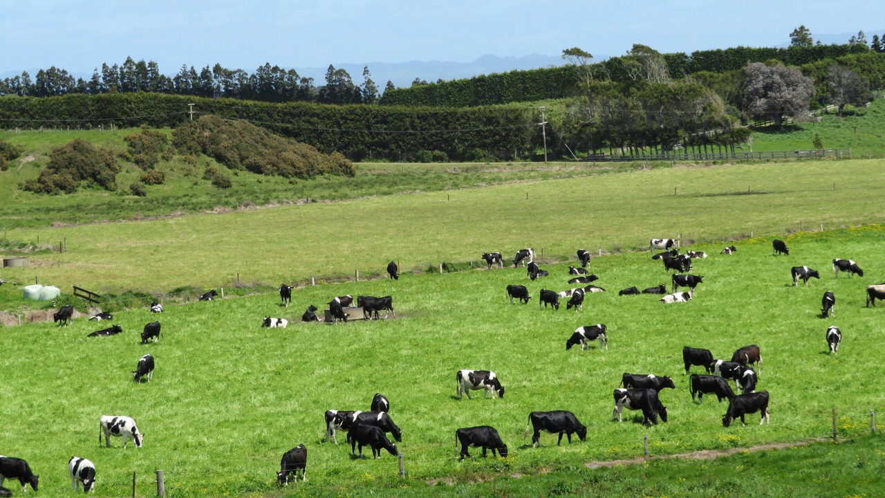 Photo of Others in Pukehina