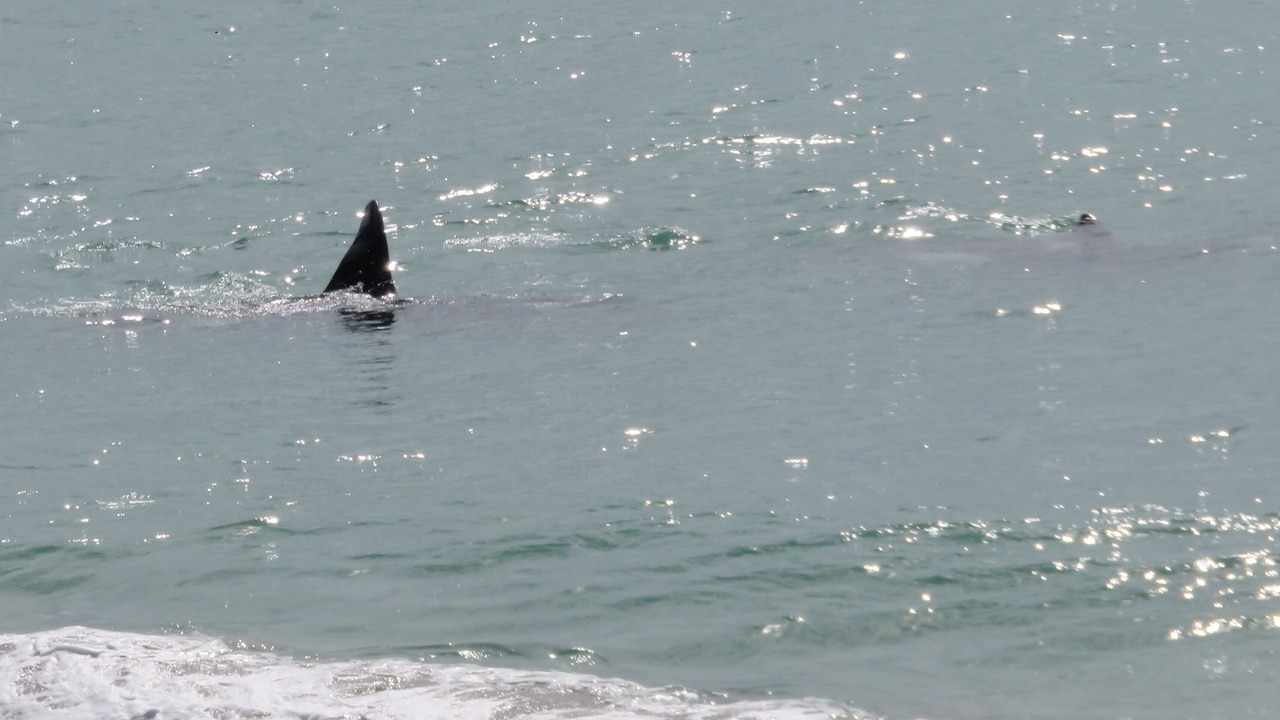 Photo of Outdoor in Pukehina