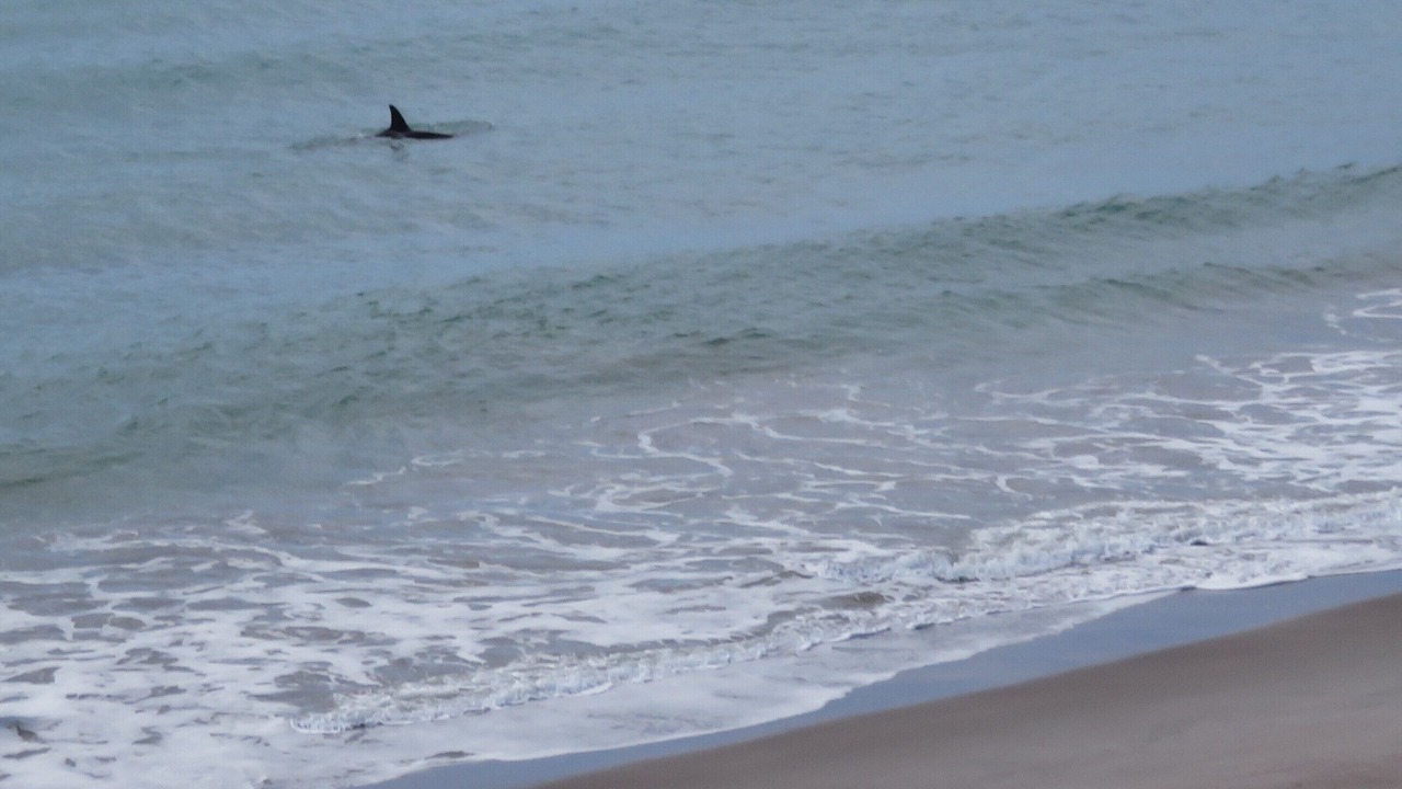 Photo of Others in Pukehina