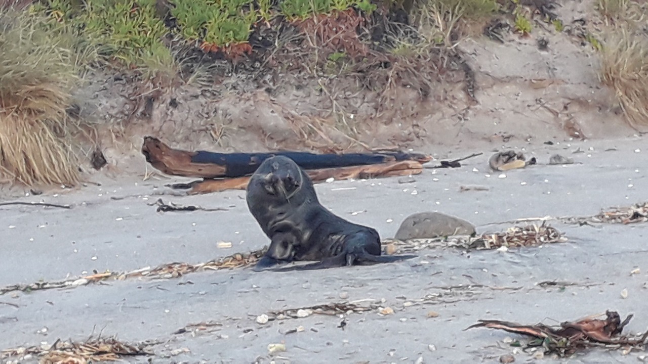 Photo of Others in Pukehina